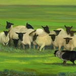 Herding on Ballymaloe Farm